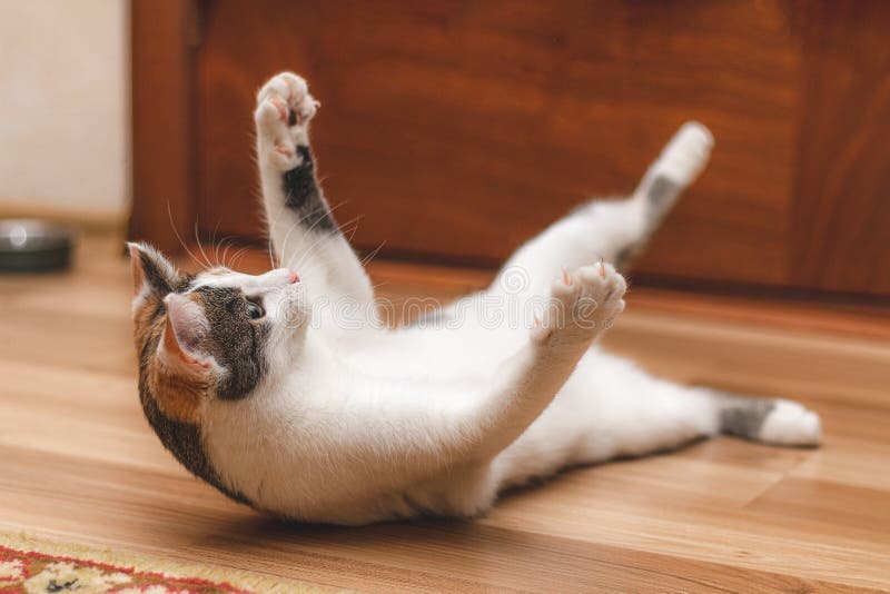 Cute playful kitten tumbling on the floor royalty free stock photography Cute playful kitten tumbling on the floor royalty free stock photography