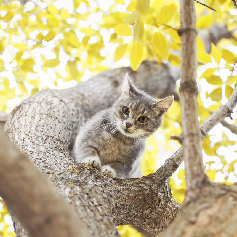 Cute playful tabby kitten looking down from a tree trunk on a Su