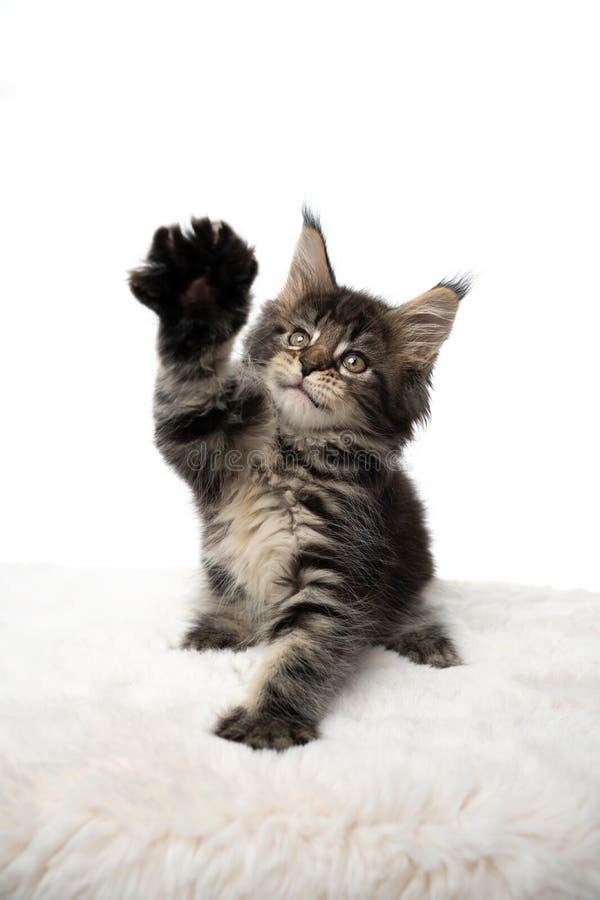 Cute Playful Tabby Maine Coon Kitten Raising Paw on White Background ...