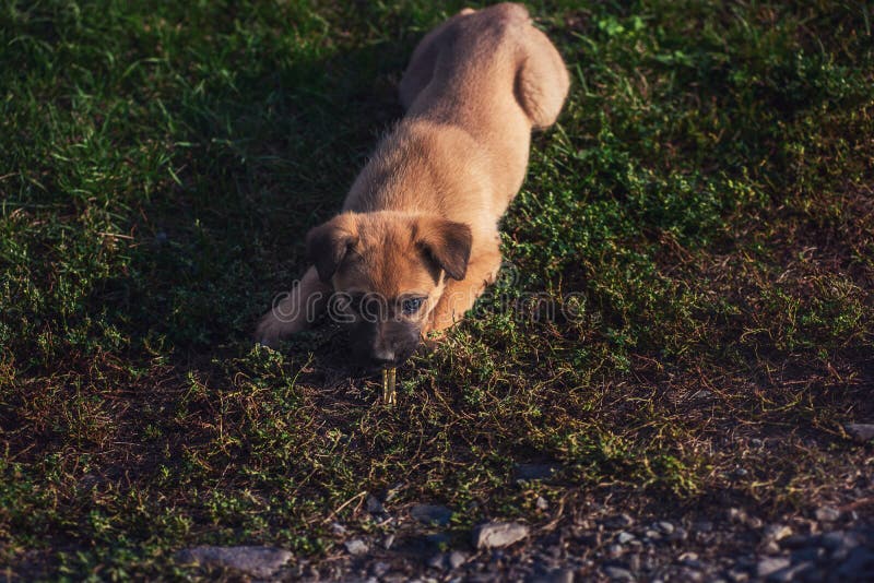 Cute playing puppy dog stock images