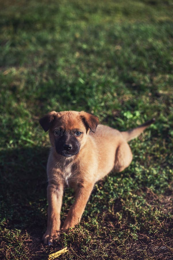 Cute playing puppy dog stock images