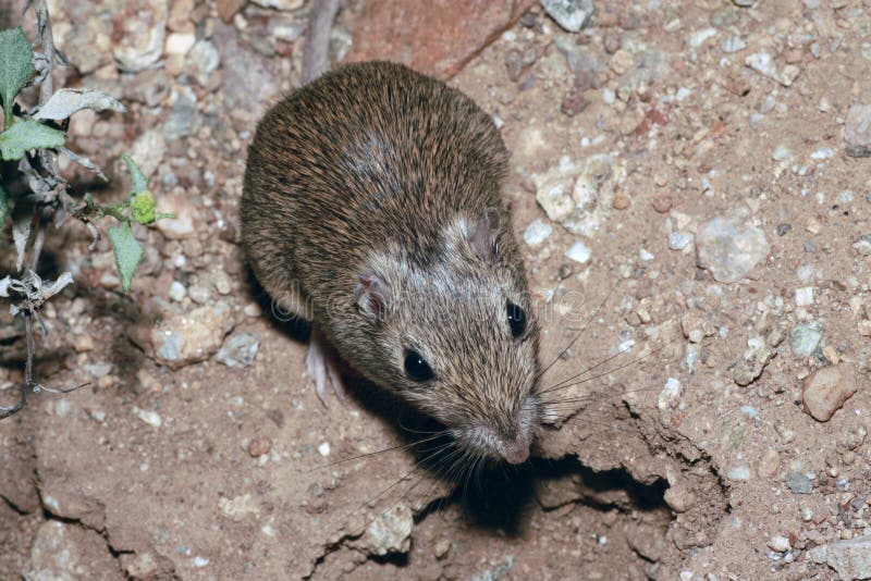 pocket mouse in desert pocket mouse in desert