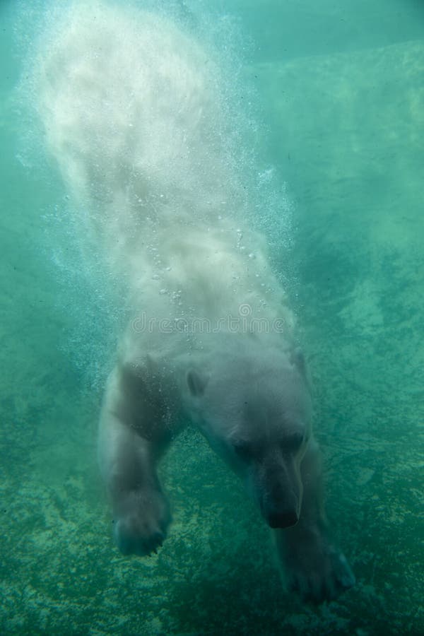 Cute Polar Bear Diving Underwater arkivfoto Cute Polar Bear Diving Underwater arkivfoto