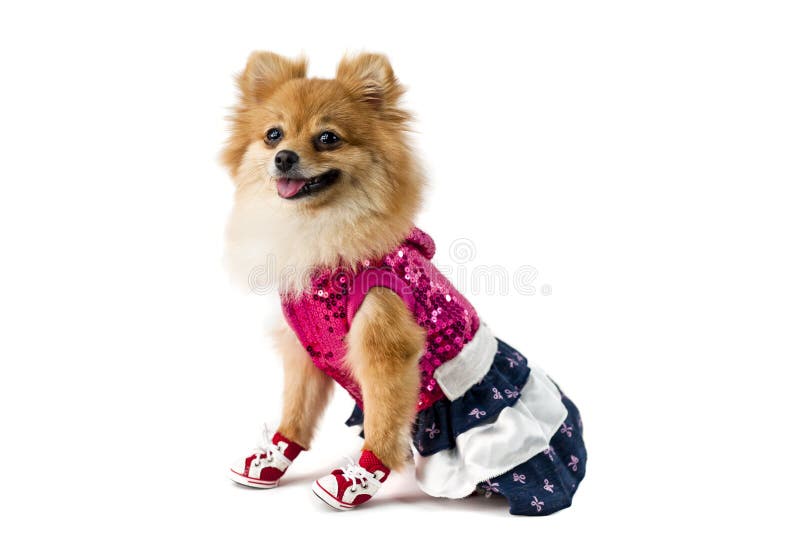 dressed up pomeranian