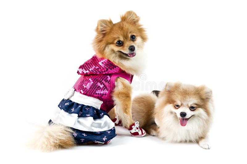 dressed up pomeranian