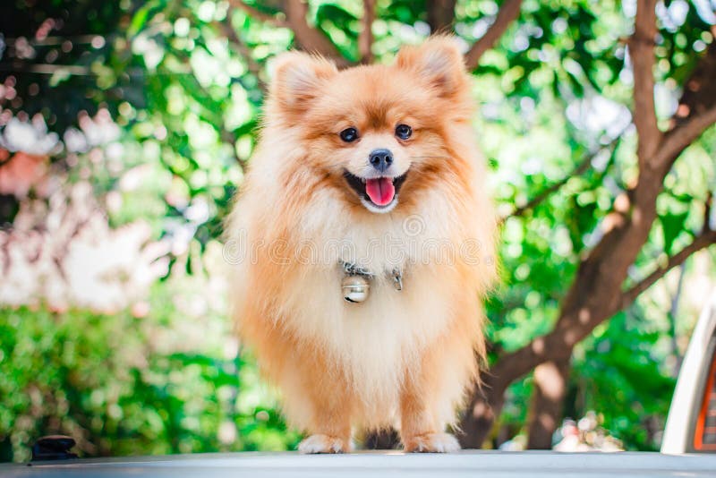 Cute pomeranian dog, puppy.