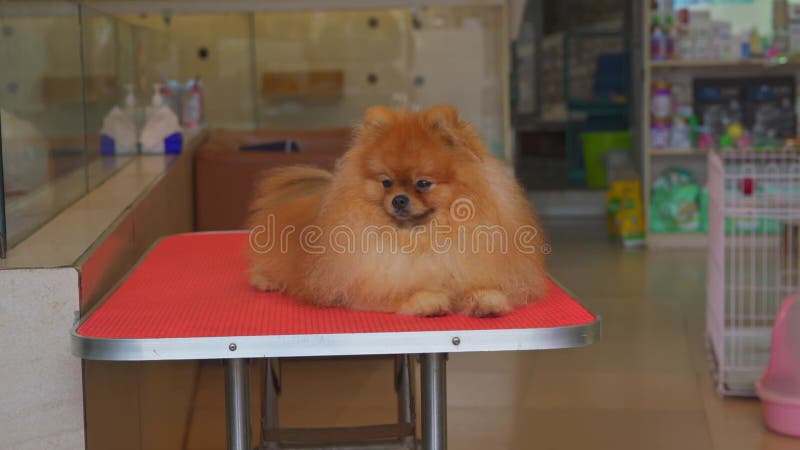 A cute Pomeranian in a pet store