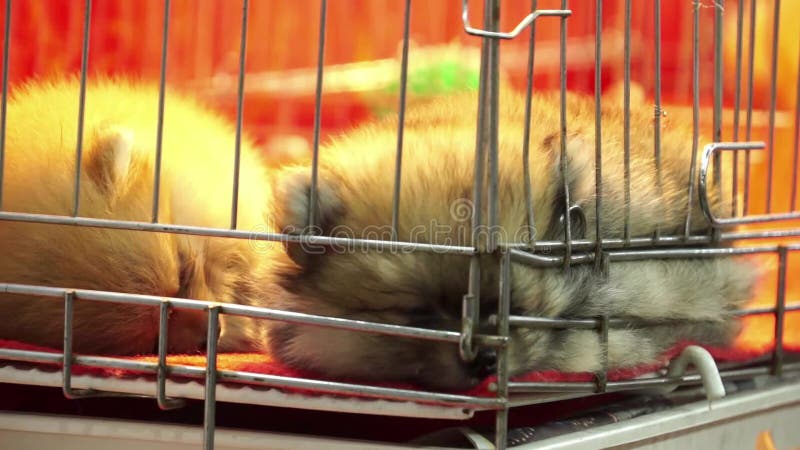 Cute pomeranian pups sleeping inside a cage on display for sale