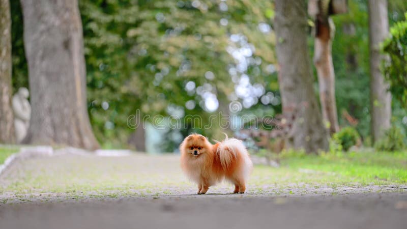 Cute pomeranian spitz dog walking in the park