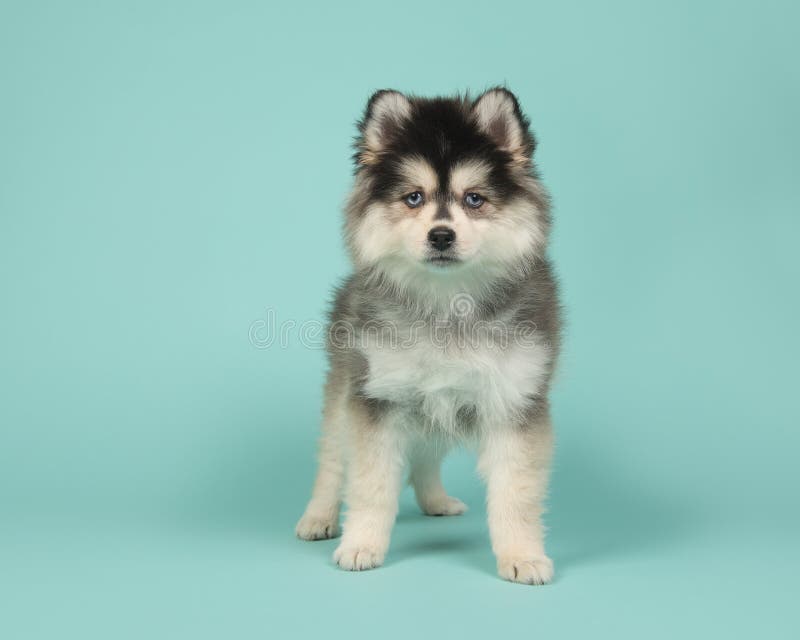 Cute pomsky puppy standing on a turquoise blue background royalty free stock photography Cute pomsky puppy standing on a turquoise blue background royalty free stock photography