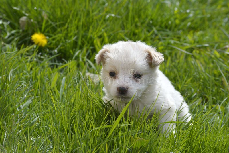 Cute poodle puppy playing