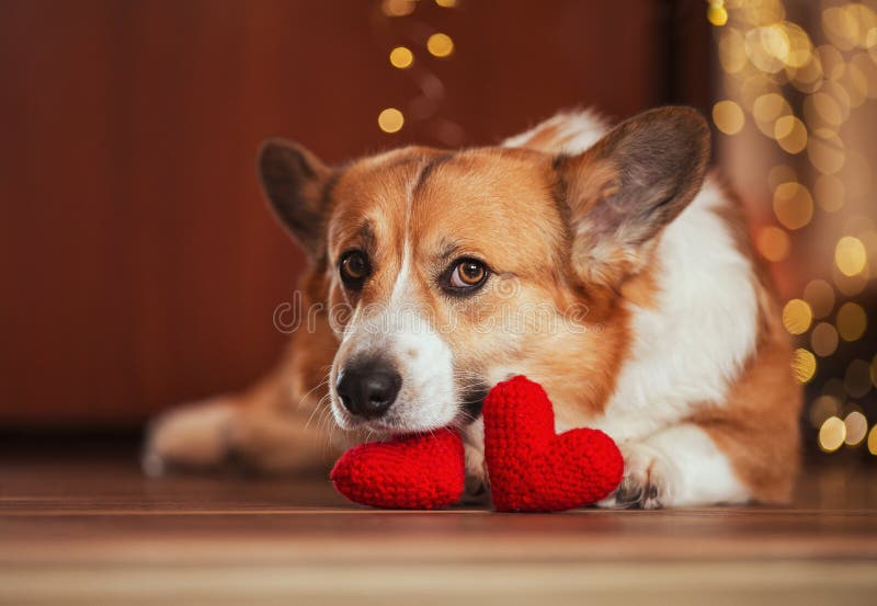 191 Corgi Puppy Valentine Stock Photos - Free & Royalty-Free Stock Photos  from Dreamstime