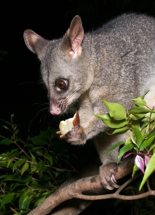 Possum Holding a Piece of Mango Stock Photo Image of australia, furry