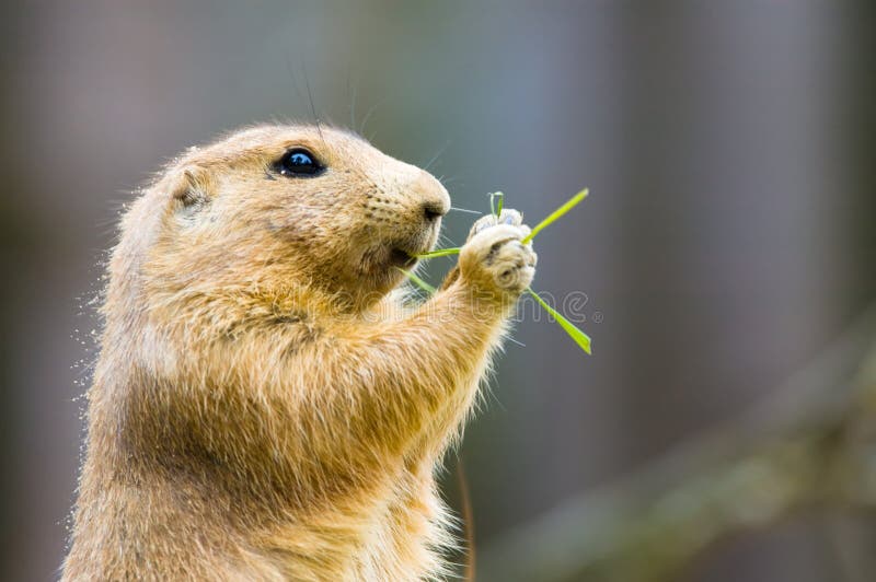 Cute Prairie Dog in the Prairie Dog Town in Devils Tower National