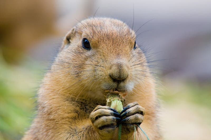 Cute prairie dog stock images