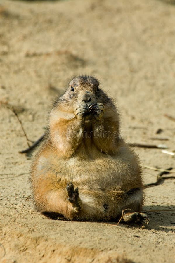 Cute prairie dog royalty free stock image