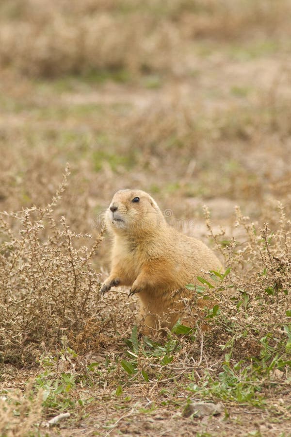 Cute Prairie Dog stock photo