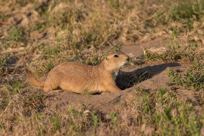 Cute Prairie Dog at Burrow stock image