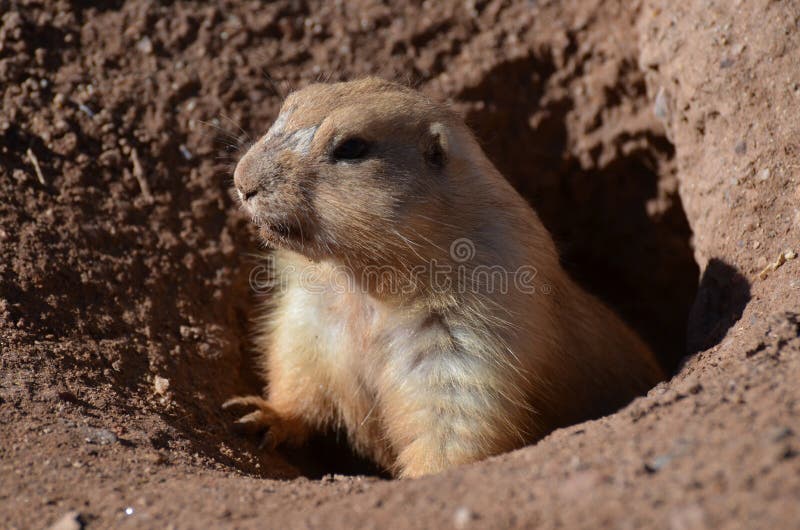 Cute Prairie Dog Climbing Out of a Hole stock images