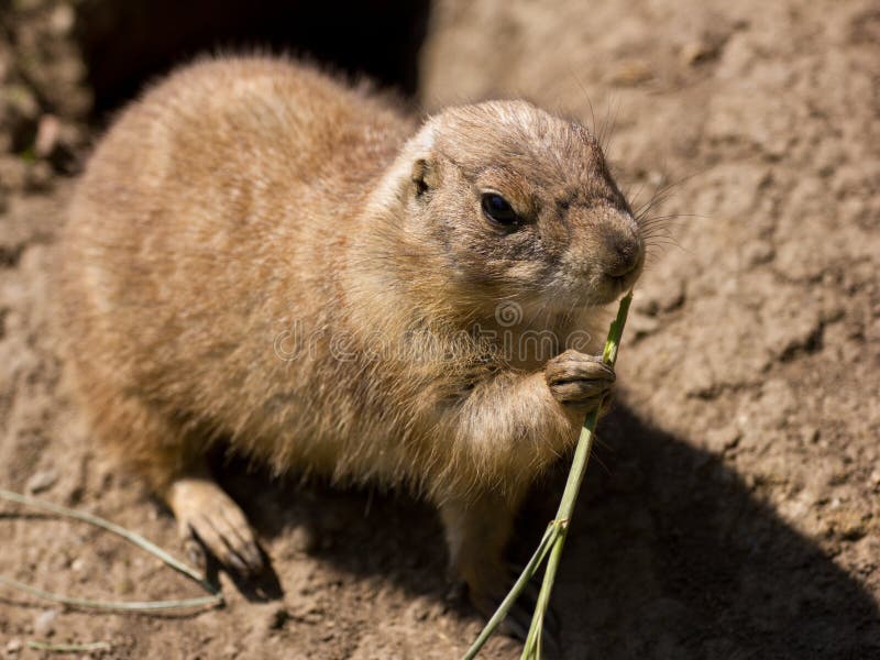 Cute prairie dog eating grass royalty free stock image