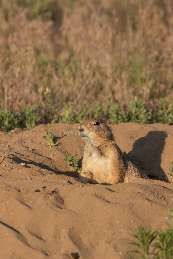 Cute Prairie Dog stock photos