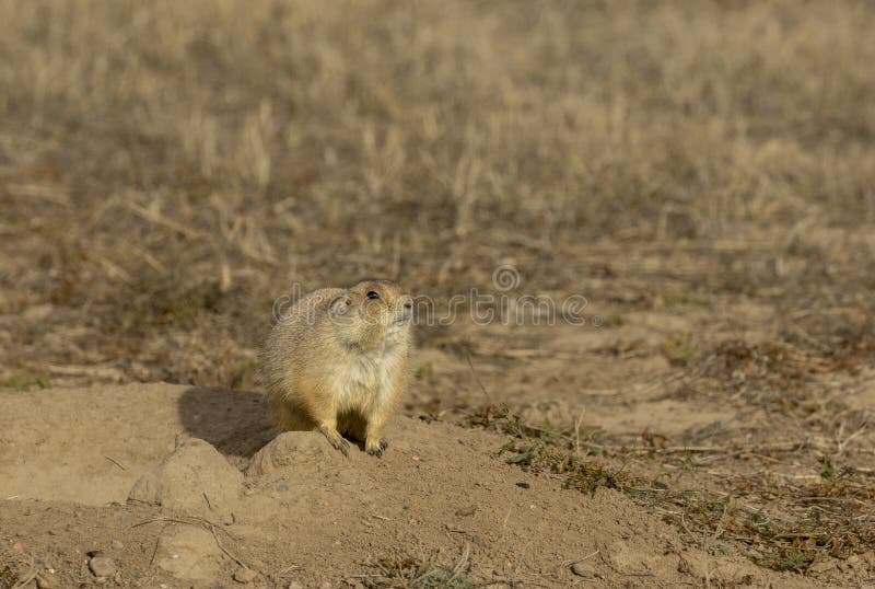 Cute Prairie Dog at its Burrow in Winter royalty free stock photos
