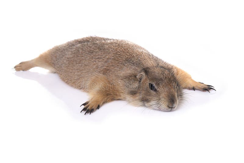 Cute prairie dog lie down on white background. stock photos
