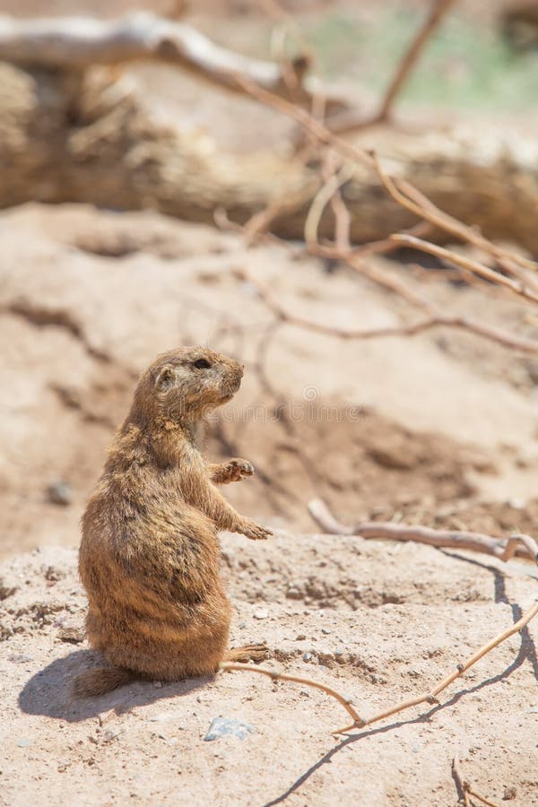 Cute Prairie Dog Near Hole stock photos