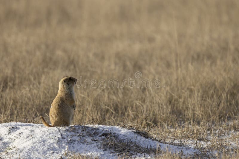 Cute Prairie Dog Sitting on its Burrow in Winter royalty free stock photography