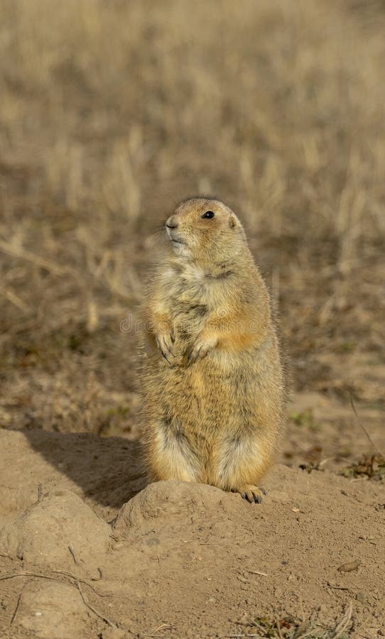 Cute Prairie Dog in Winter at its Burrow royalty free stock photo