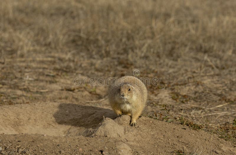 Cute Prairie Dog in Winter at its Burrow stock photo