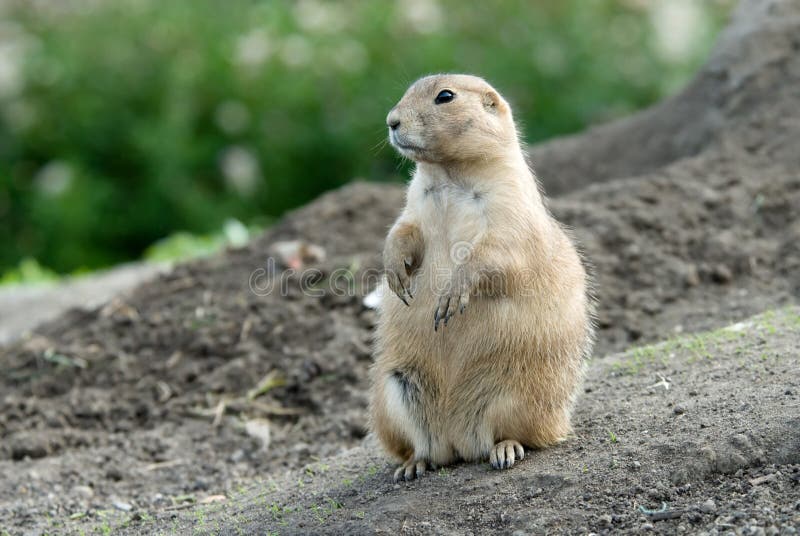 Cute prarie dog