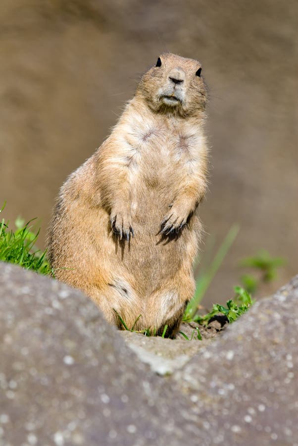 Cute prarie dog