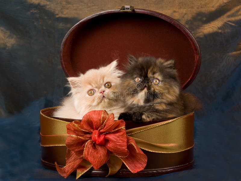 Cute pretty Persian kittens in box royalty free stock image