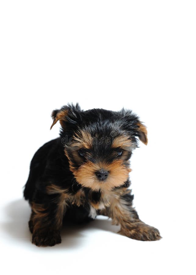 Cute pretty Yorkshire terrier puppy dog