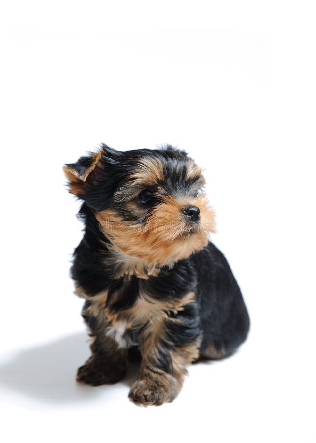 Cute pretty Yorkshire terrier puppy dog