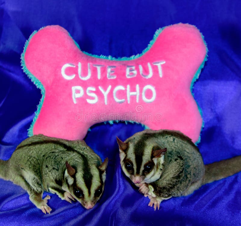 Cute But Psycho Sugar Gliders