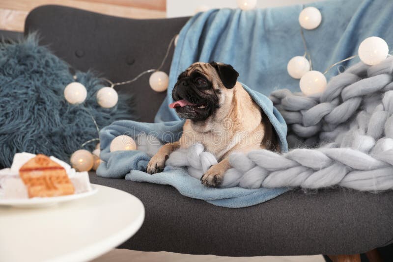 Cute Pug Dog with Blankets on Sofa at Home Stock Image Image of plaid