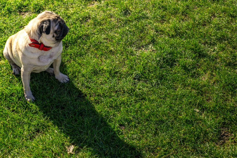 Cute Pug Dog Chilling on Green Grass Stock Photo Image of relaxation
