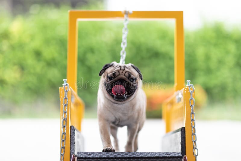 how much exercise does a pug need