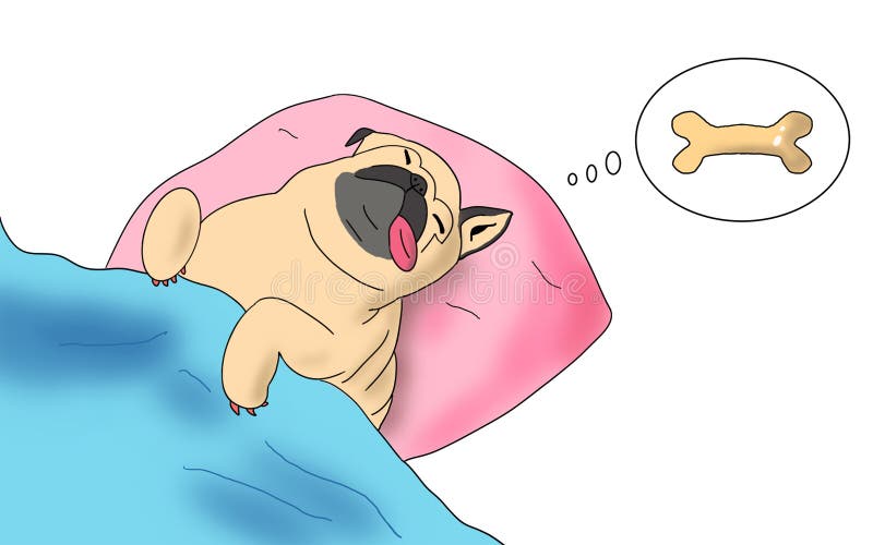 Cute pug dog sleep rest in the bed, wrap with blanket and tongue sticking out in the lazy time and dreaming for the bones royalty free stock image