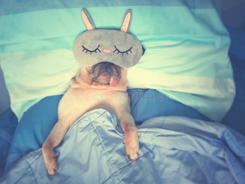 Cute pug dog sleep rest with funny mask in the bed, wrap with bl royalty free stock photos Cute pug dog sleep rest with funny mask in the bed, wrap with bl royalty free stock photos