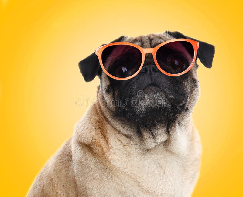 Pug with sunglasses stock photo. Image of doggy, canine 46735400