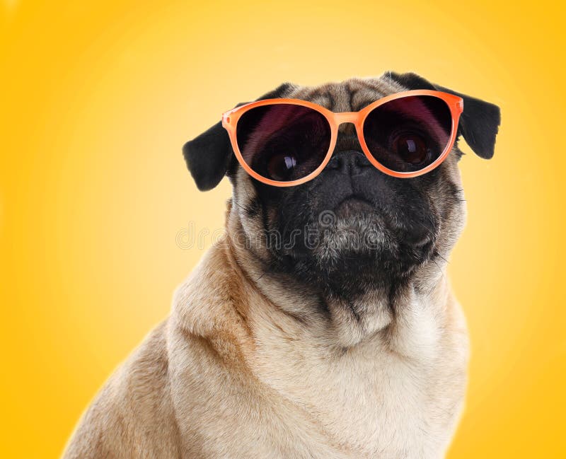 pugs shoots sunglasses