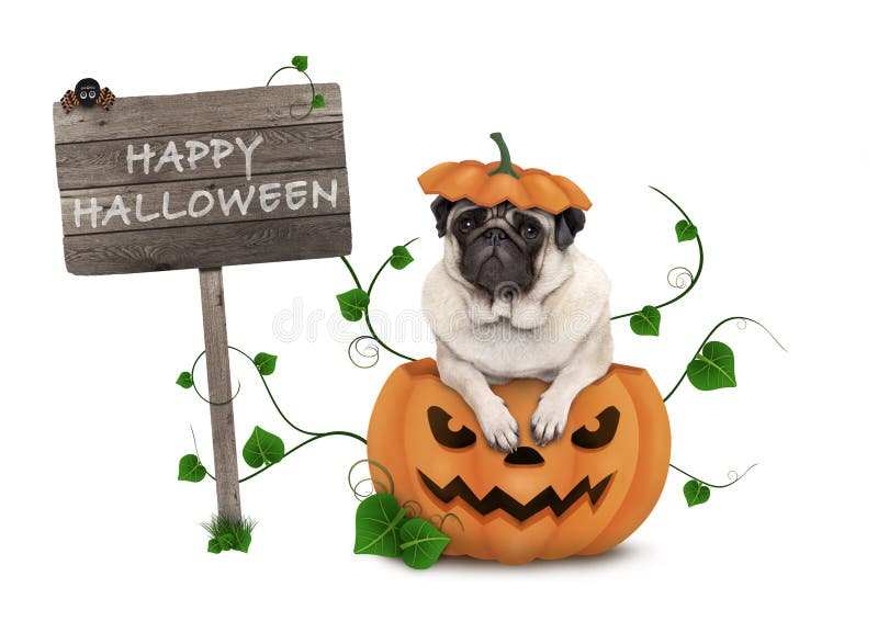 Cute pug puppy dog sitting in carved pumpkin with scary face, wearing lid as hat, with wooden sign saying happy halloween