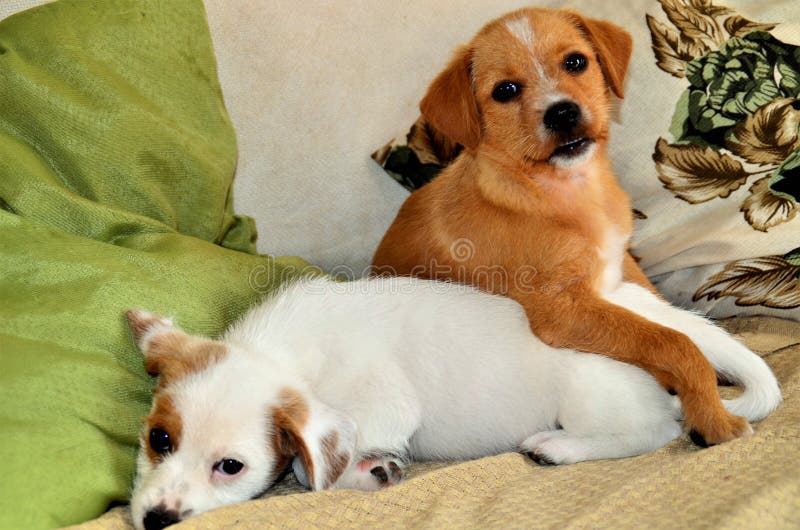 Cute Puppies Lying on the Sofa Stock Photo Image of hanging, puppy
