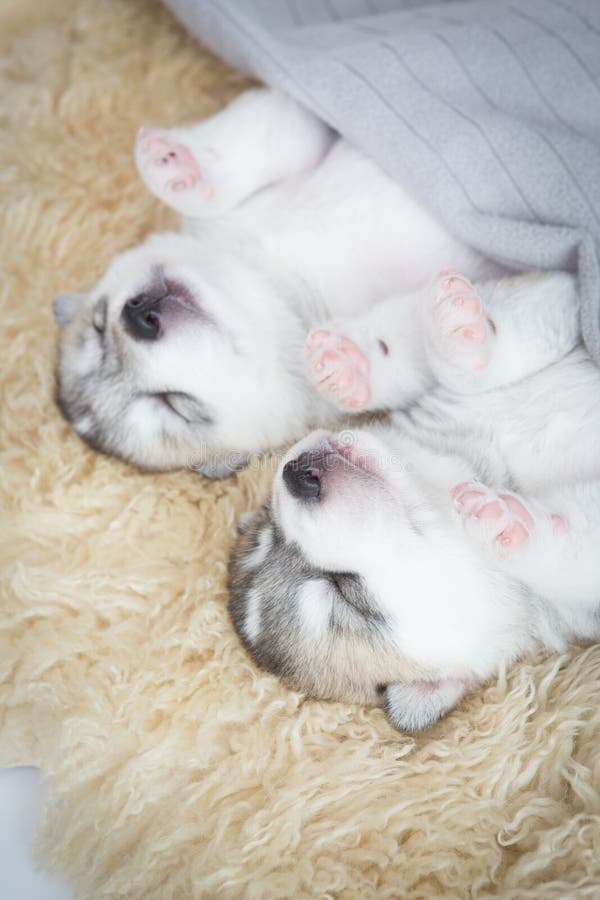 Cute Puppies Siberian Husky Stock Image - Image of sleeping, animal ...