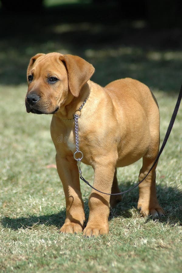 Beautiful face of an inactive Boerboel dog puppy standing and watching other dogs. Beautiful face of an inactive Boerboel dog puppy standing and watching other dogs.