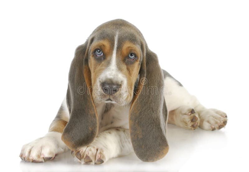 Cute puppy - basset hound puppy laying down on white background - 8 weeks old