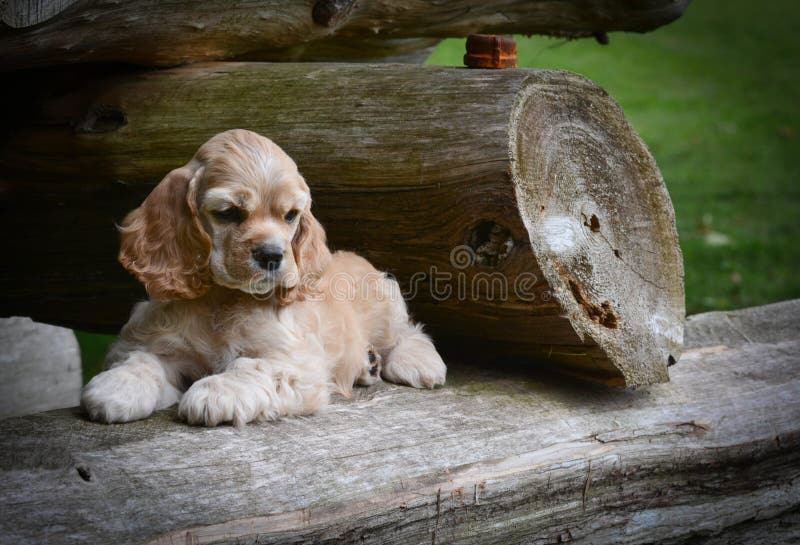 Cute puppy - american cocker spaniel puppy laying on a rustic wooden log. Log animal stock images, royalty-free photos and pictures